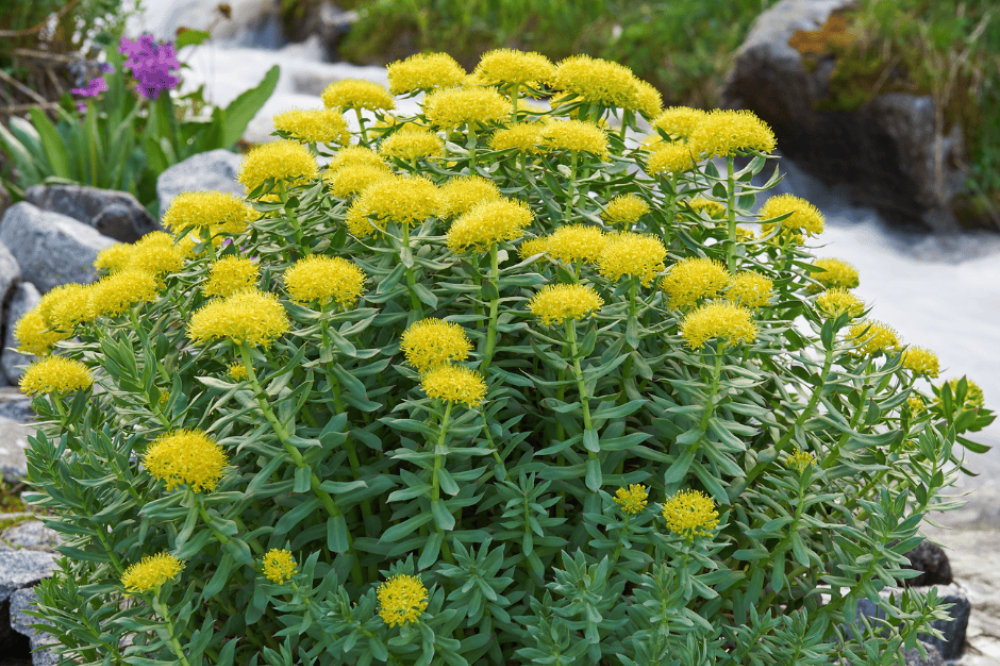 rhodiola, rosea, bienfaits, darmaxis